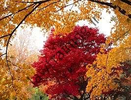 درختستان آرنولد هاروارد به دنبال 150 سال آینده است