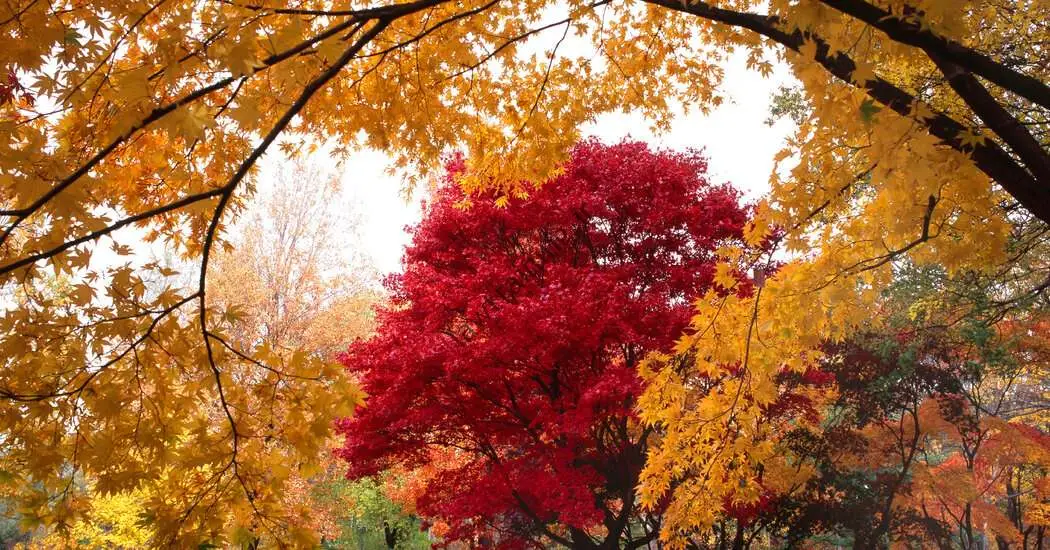 درختستان آرنولد هاروارد به دنبال 150 سال آینده است