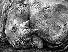 WWF هشدار داد که حیات وحش در خطر جدی است، تنوع زیستی از سال 1970 تا 69 درصد کاهش یافته است |  اخبار جهان